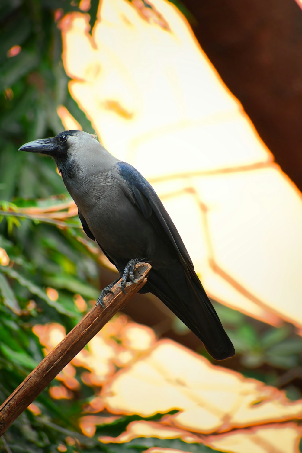 a black bird on a branch