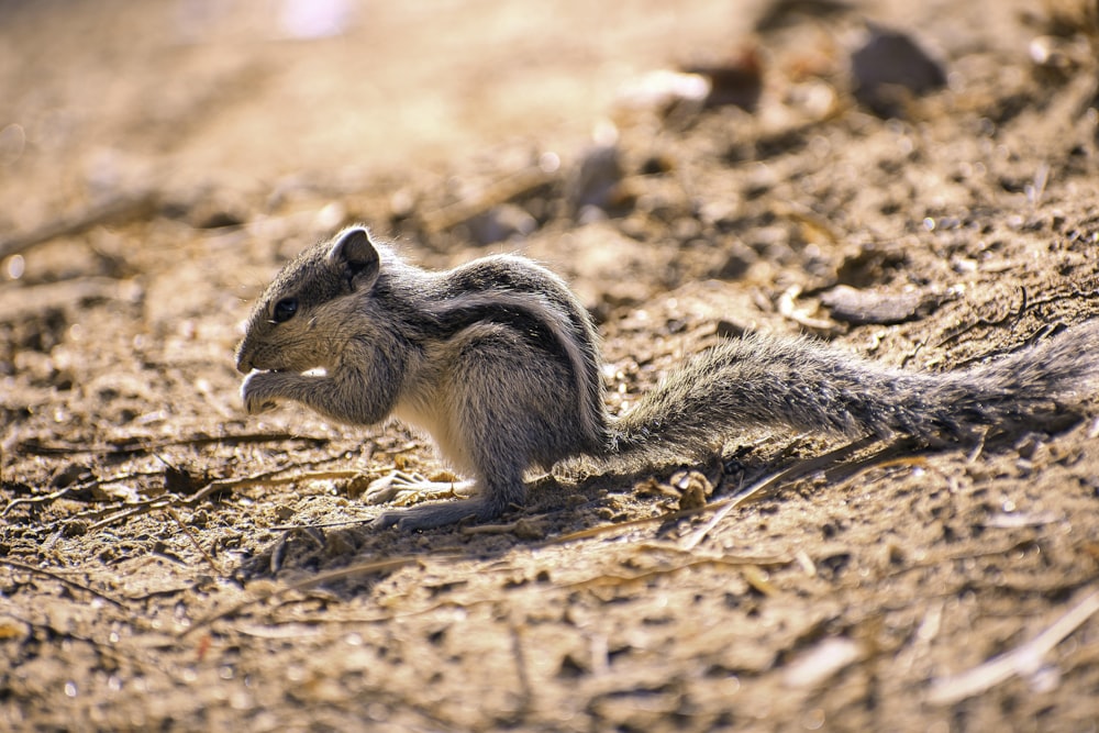 a small animal on the ground