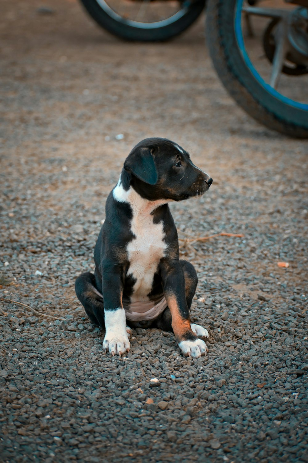 a dog sitting on the ground