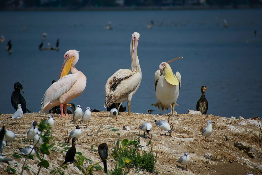 a group of birds on a beach