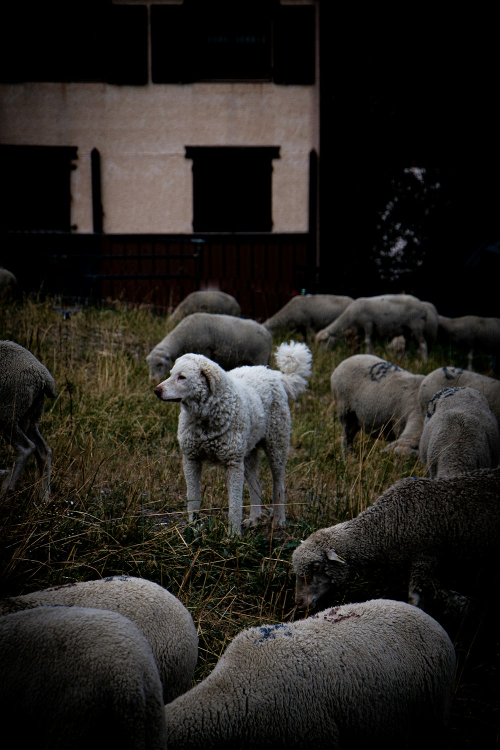a dog standing in a field of sheep