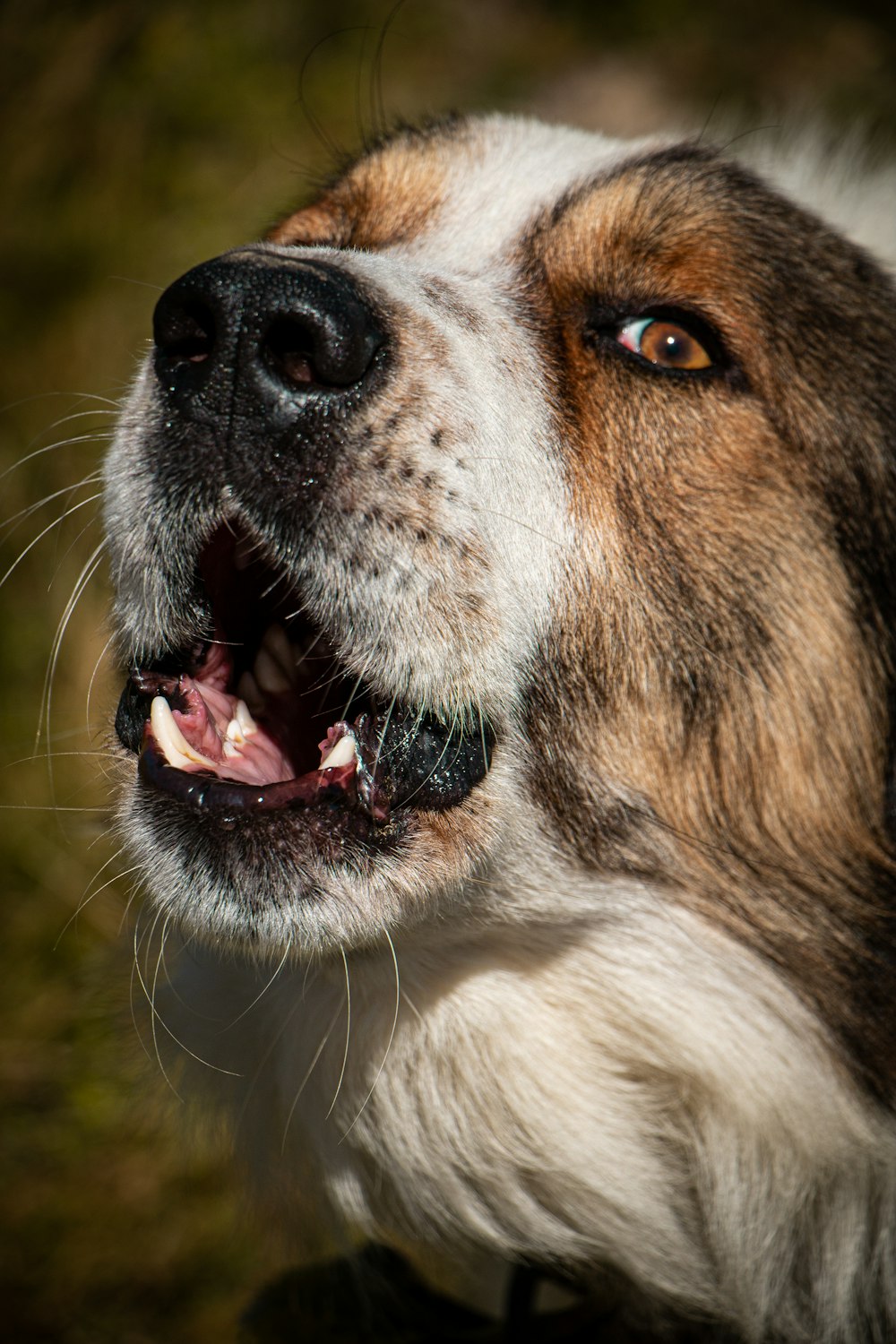 a close up of a dog