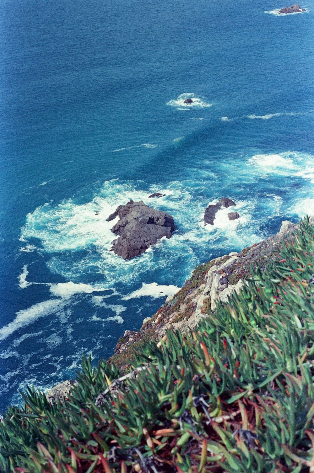 a rocky beach with plants and water