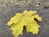 A leafy maple branch resting beside a residential driveway ready for pickup.