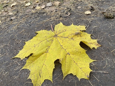 A leafy maple branch resting beside a residential driveway ready for pickup.