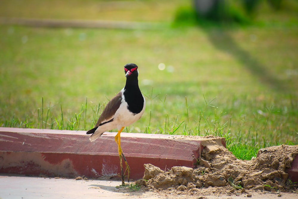 a bird standing on a ledge