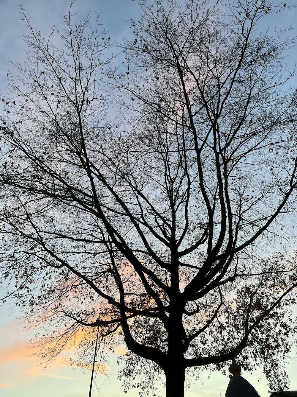a tree with no leaves