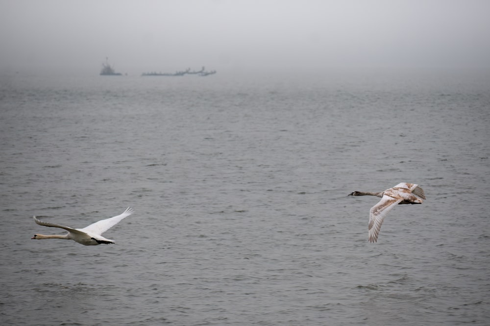 oiseaux volant au-dessus de l’eau