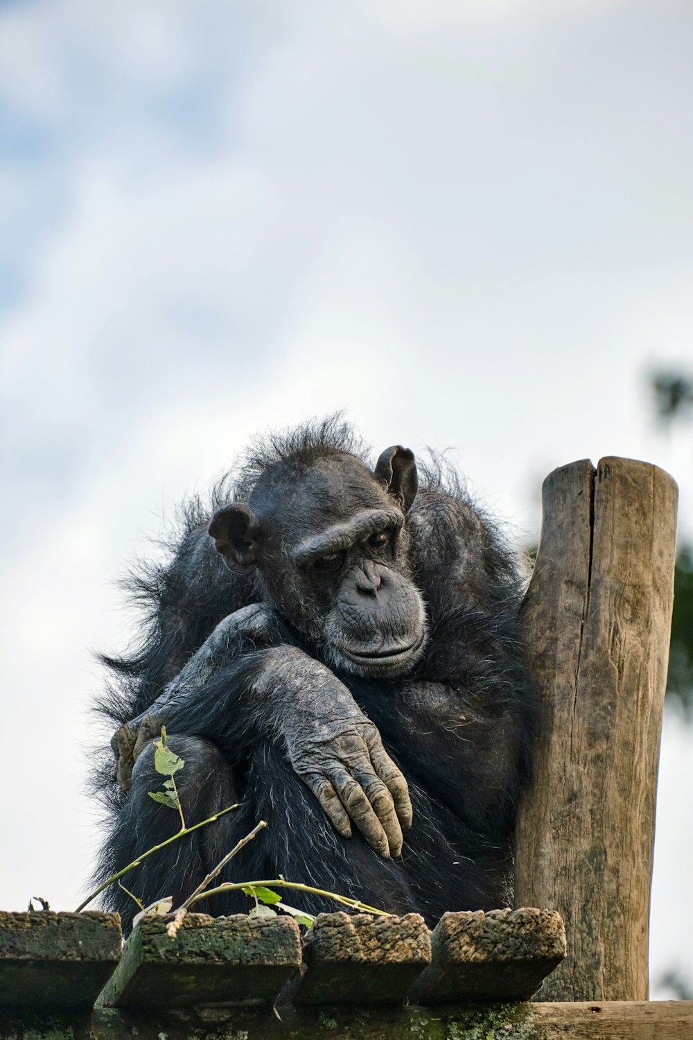 Un gorila sentado en un tronco