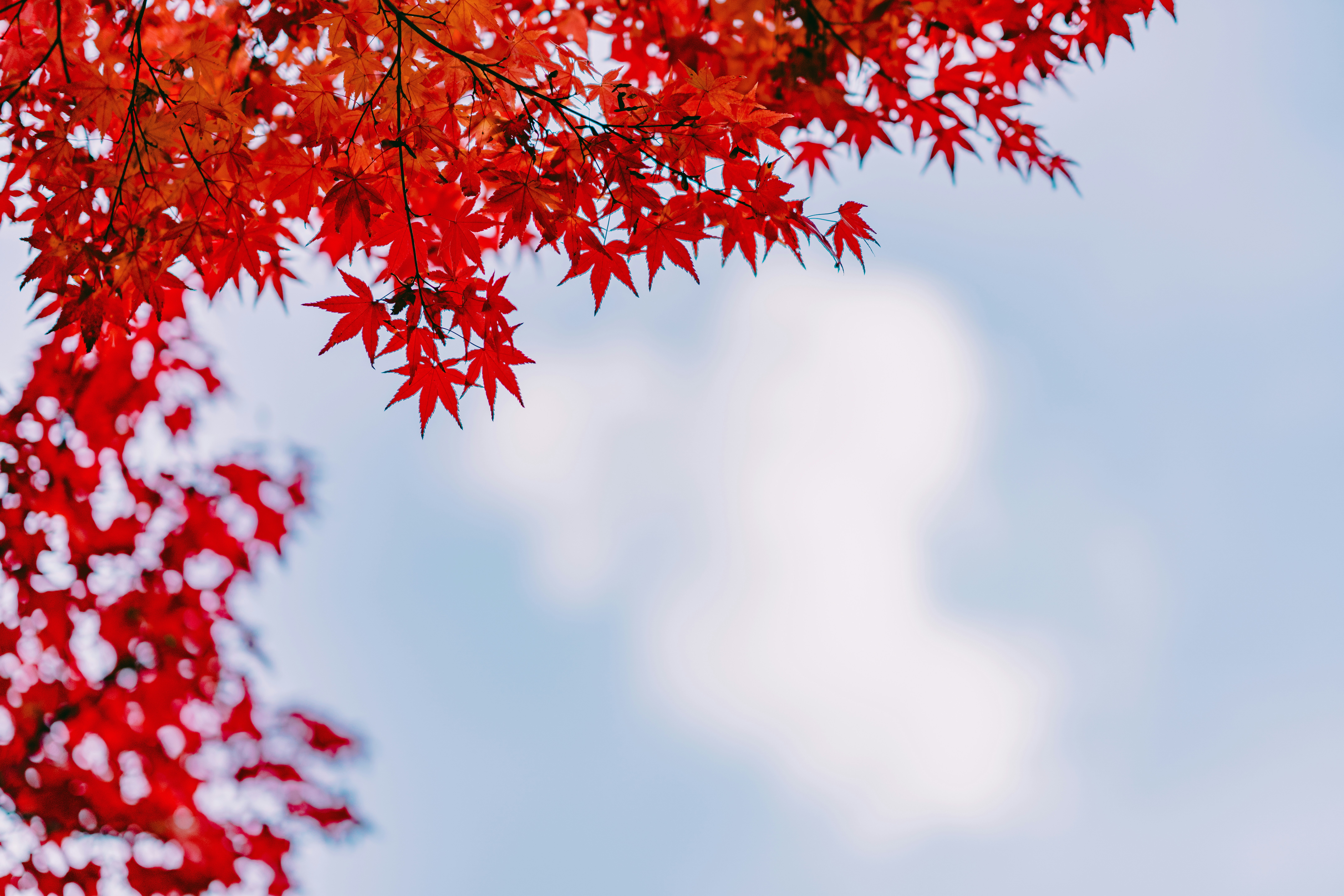 A tree with red leaves photo – Free Tree Image on Unsplash