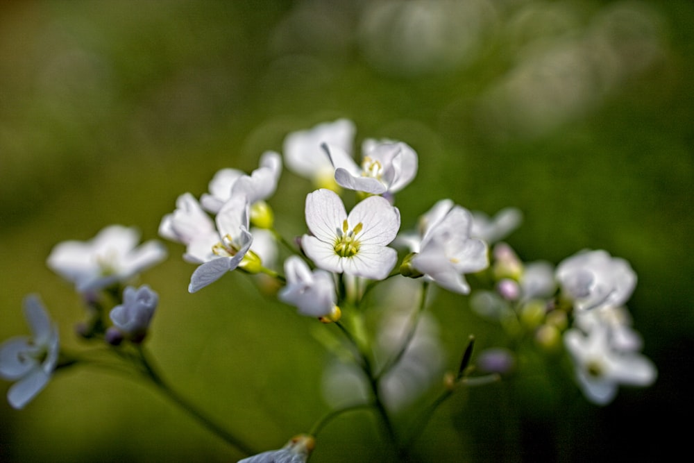 a close up of white flowers