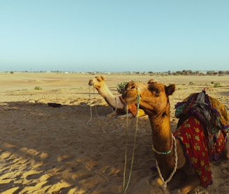 a camel with a saddle on its back in a desert