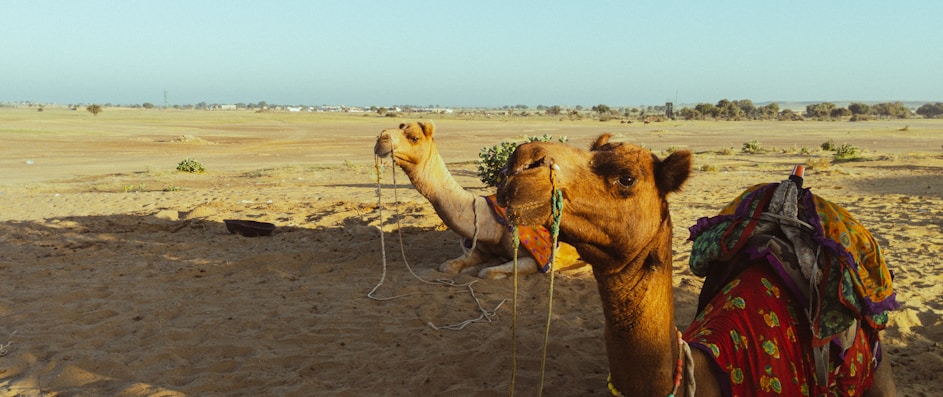 a camel with a saddle on its back in a desert