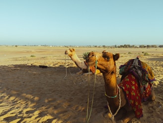 a camel with a saddle on its back in a desert