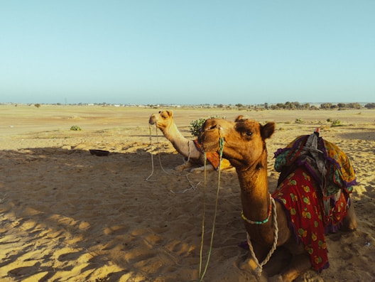 a camel with a saddle on its back in a desert