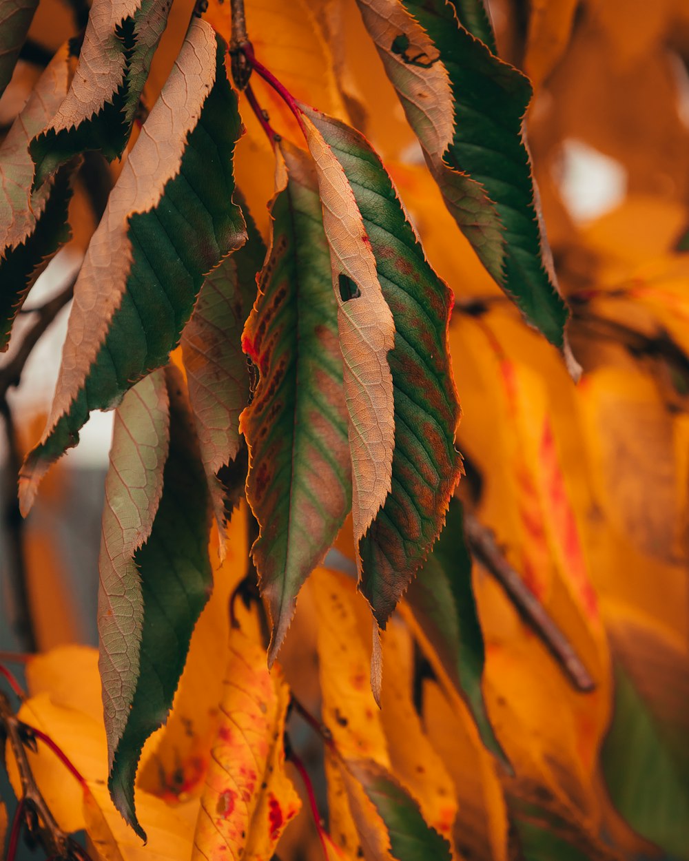 a close up of a plant