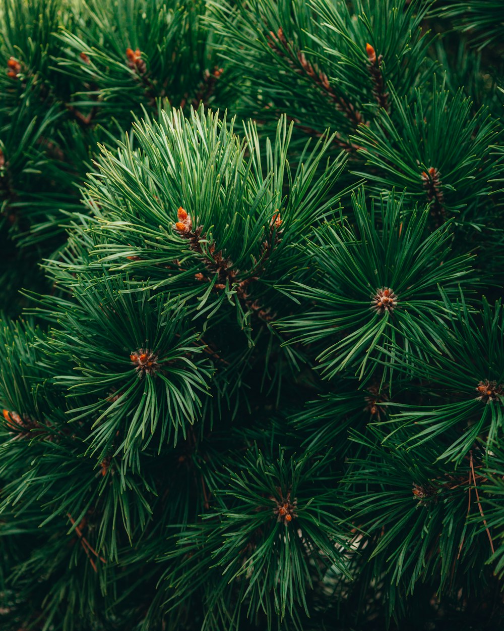 a close up of a pine tree