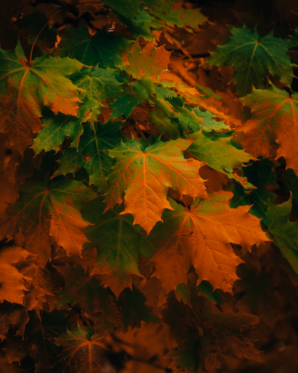 a group of leaves