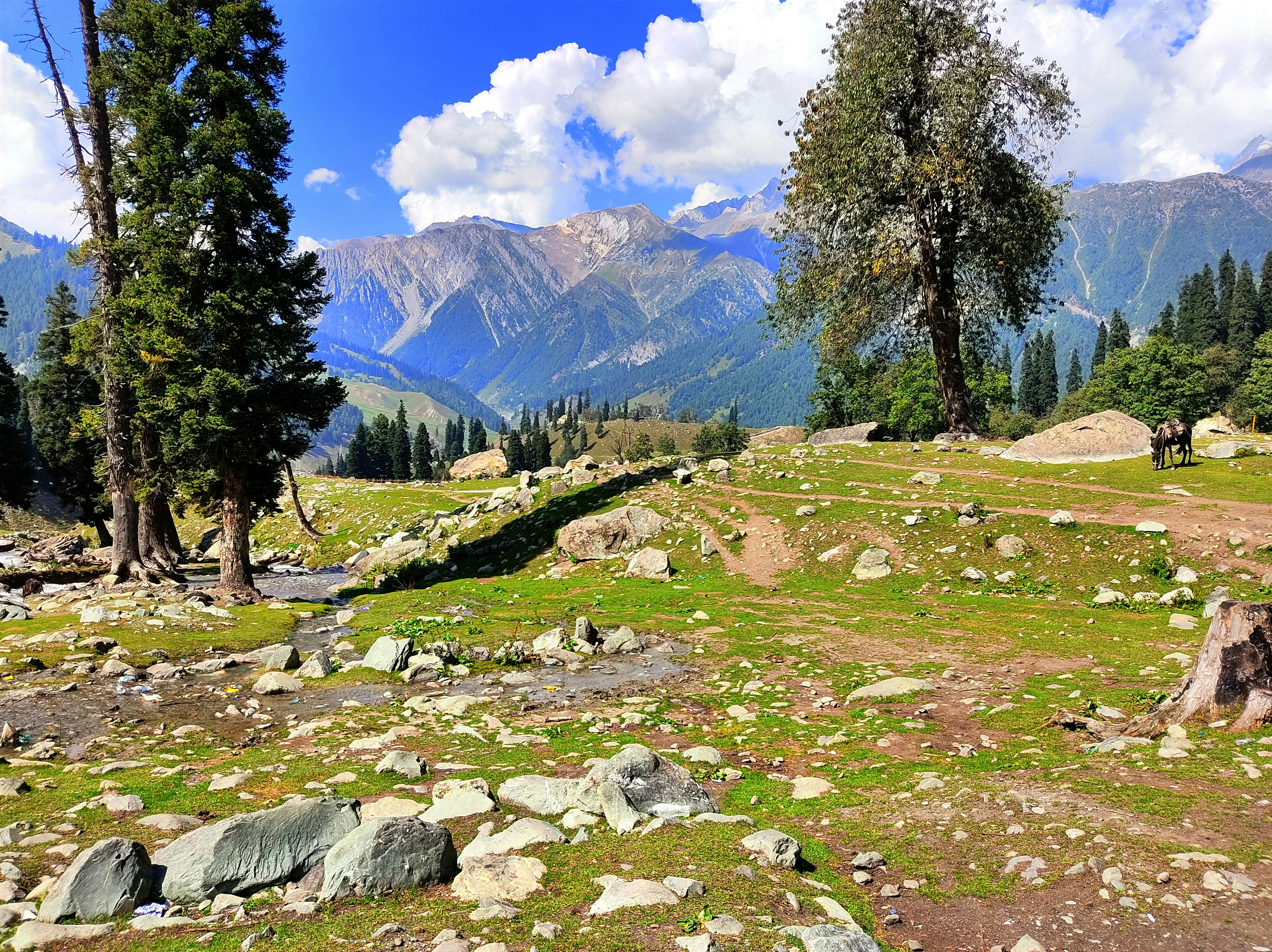 a rocky area with trees and mountains in the background