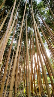 Wind gently rustling through tall bamboo stalks acting as a natural climate shield.