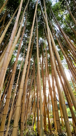 Wind gently rustling through tall bamboo stalks acting as a natural climate shield.