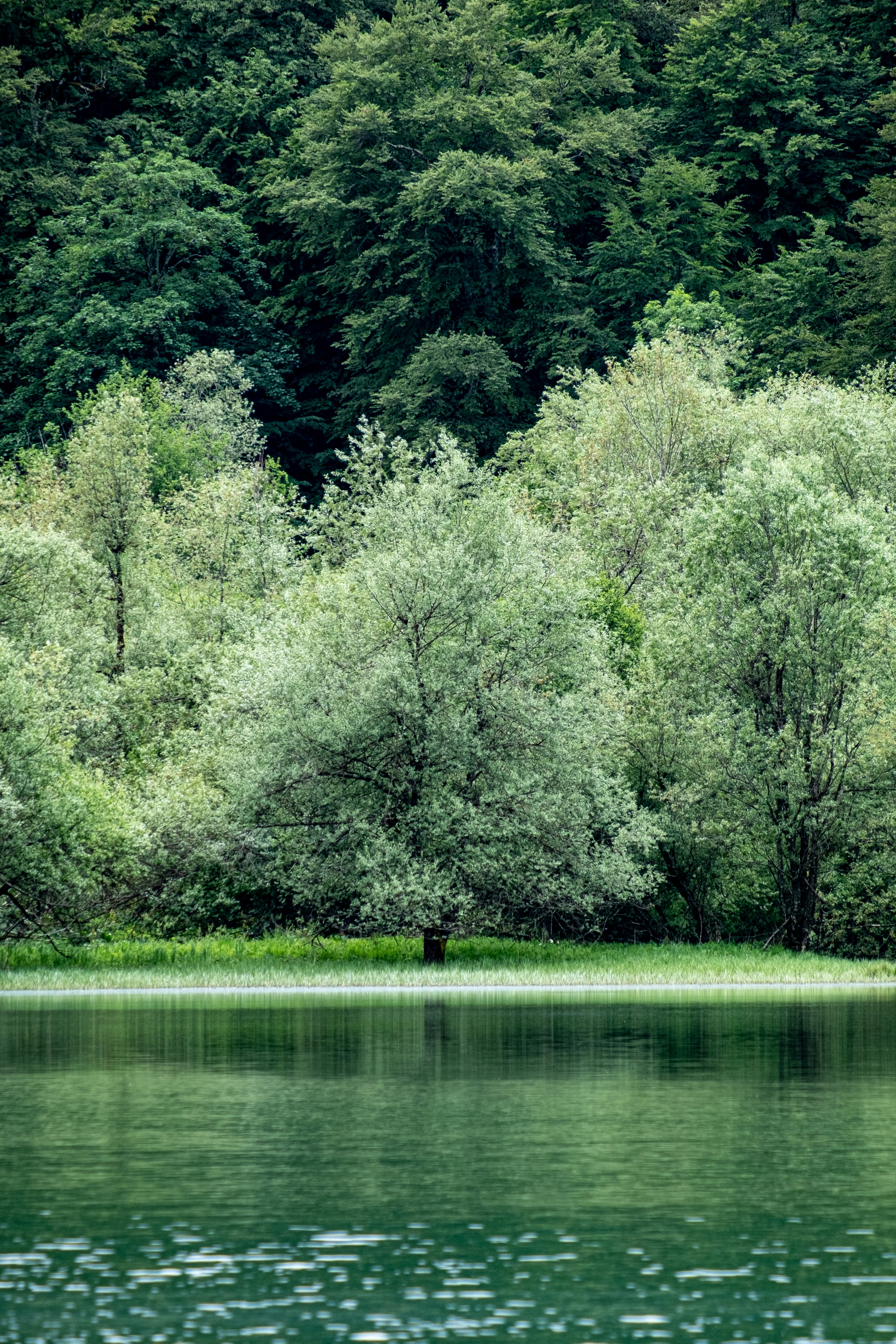 a body of water with trees around it