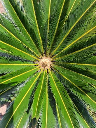 A top-down view of a vibrant green plant with long, slender, radiating leaves that extend outward from a central point. The leaves have a slightly glossy appearance and are accentuated by bright yellow stems that create a striking contrast against the rich green foliage.