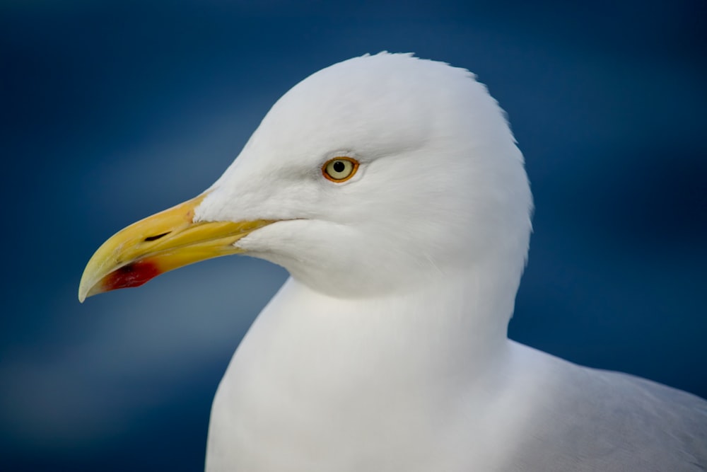 a white bird with yellow beak