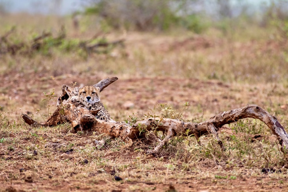 a cheetah lying on the ground with its mouth open
