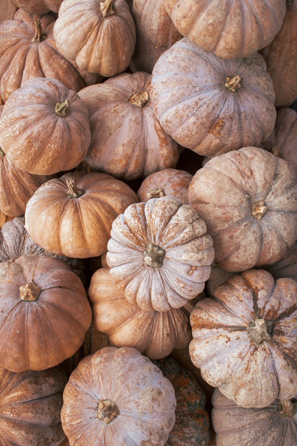 a pile of pumpkins