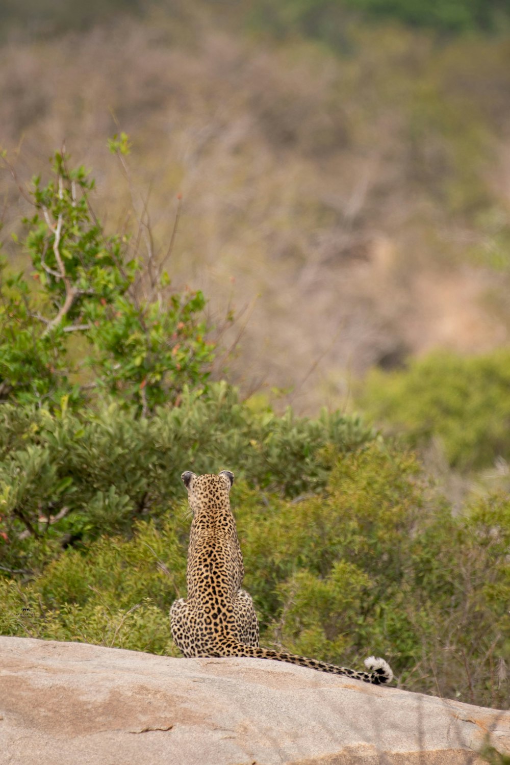 a small animal sitting on a rock