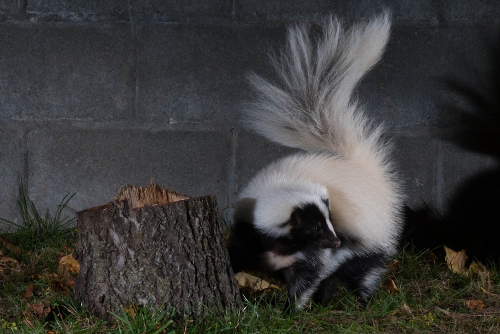 a furry animal standing on grass