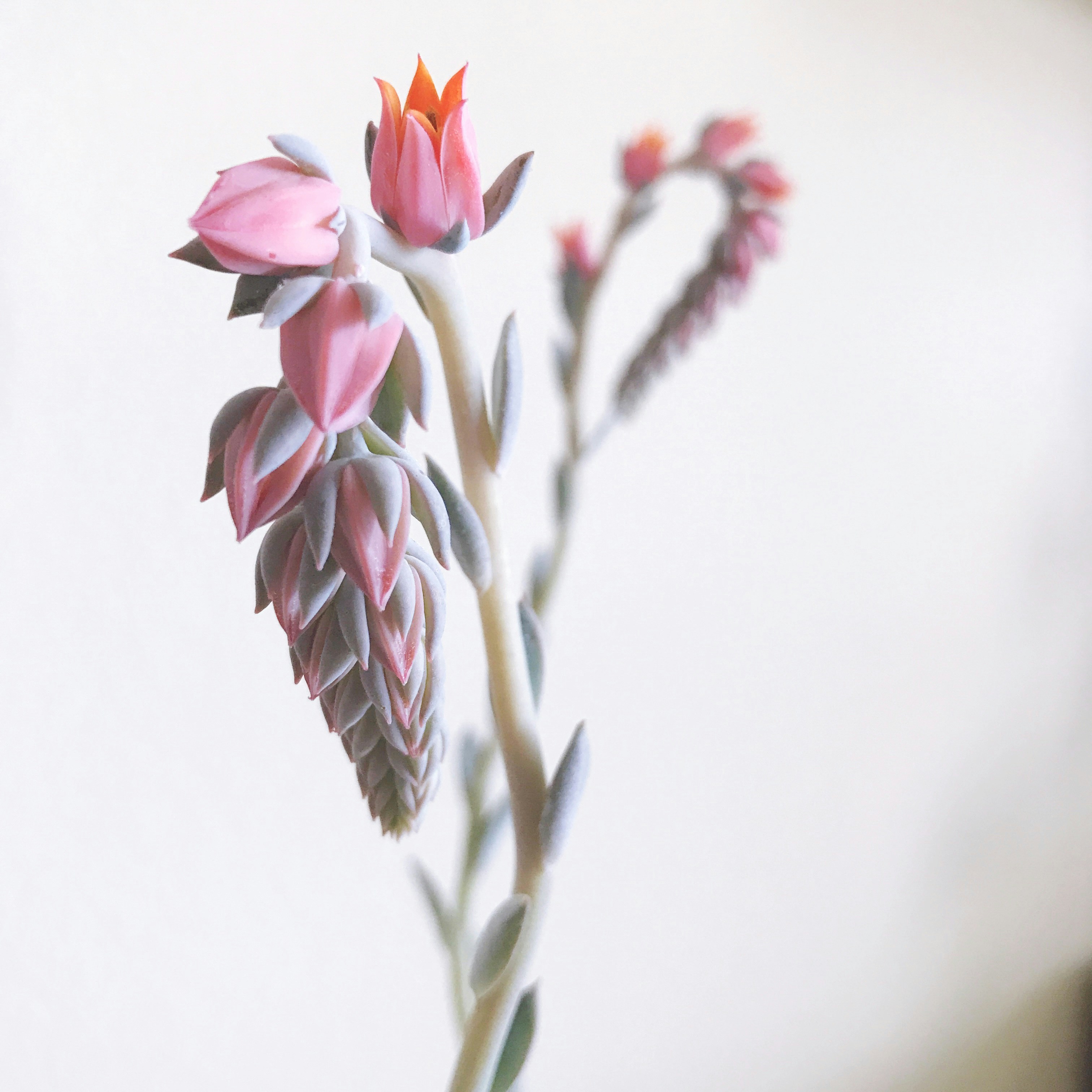 Photo by shannontuckerla