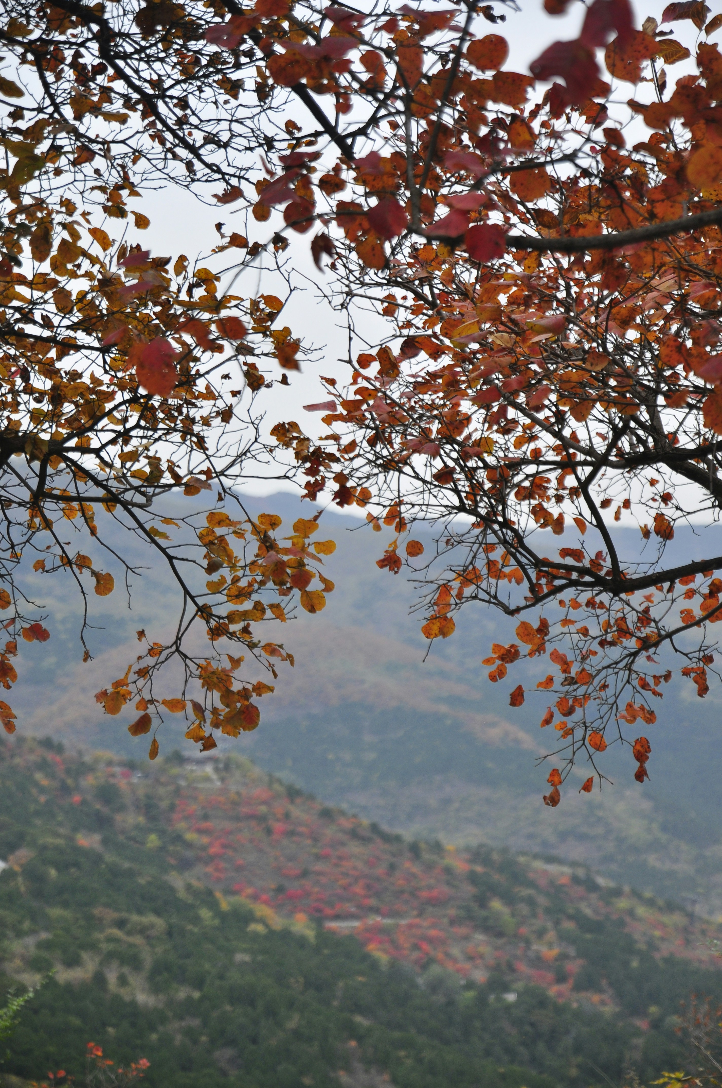 Autumn Valley