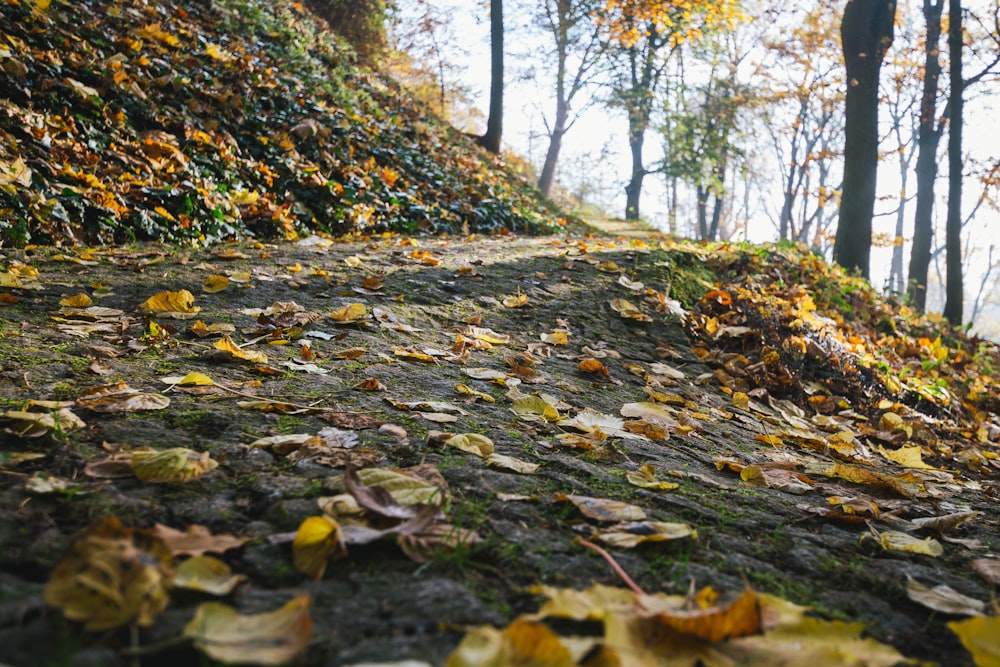 a forest with fallen leaves