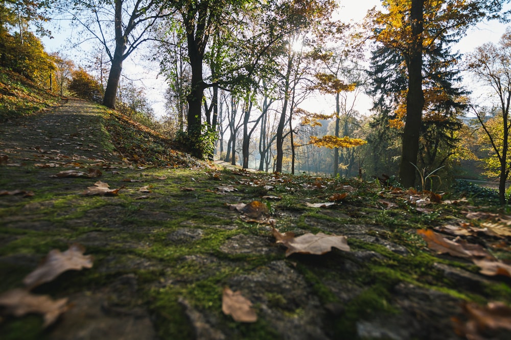 a rocky path in a forest