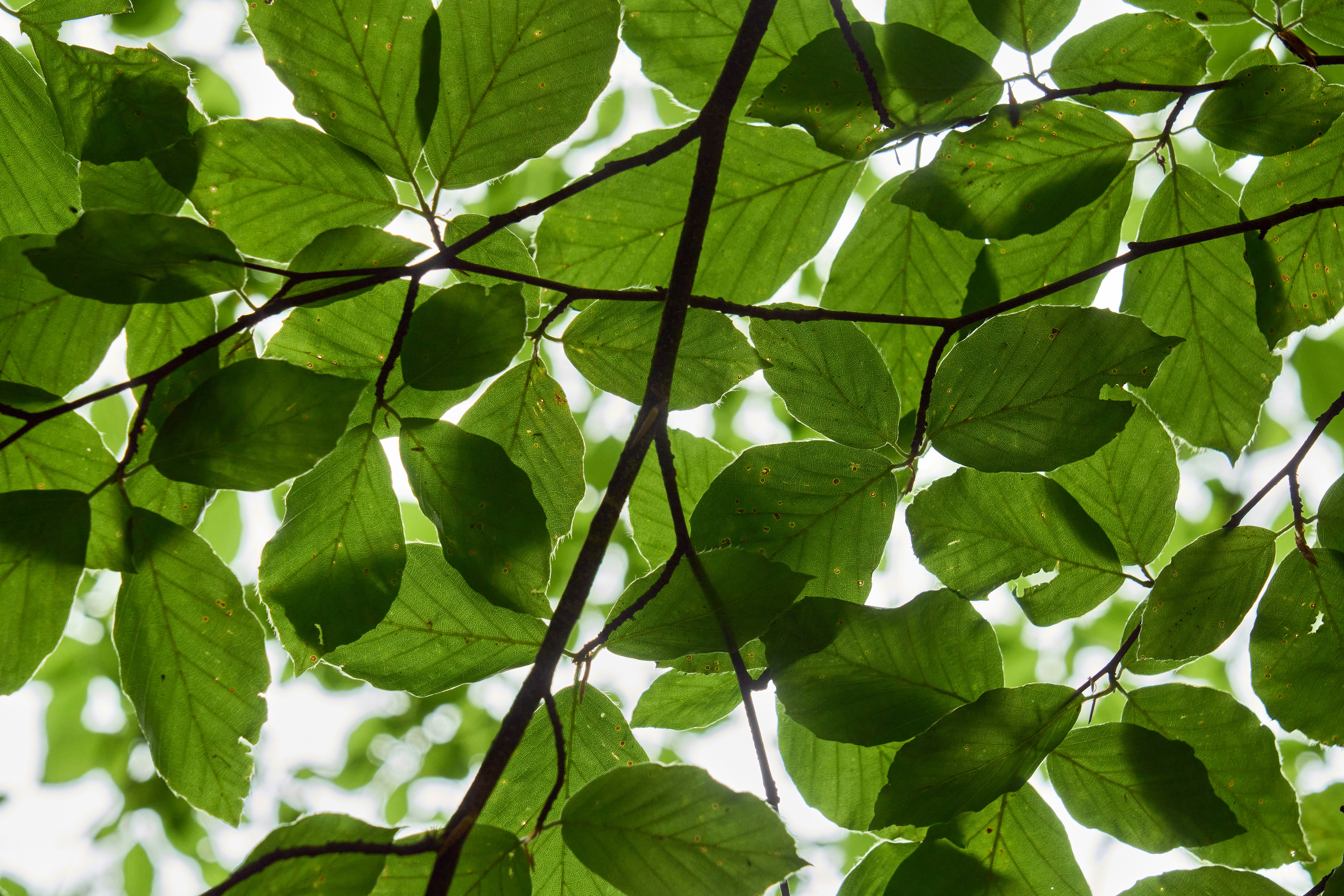 Photo by wolfgang_hasselmann