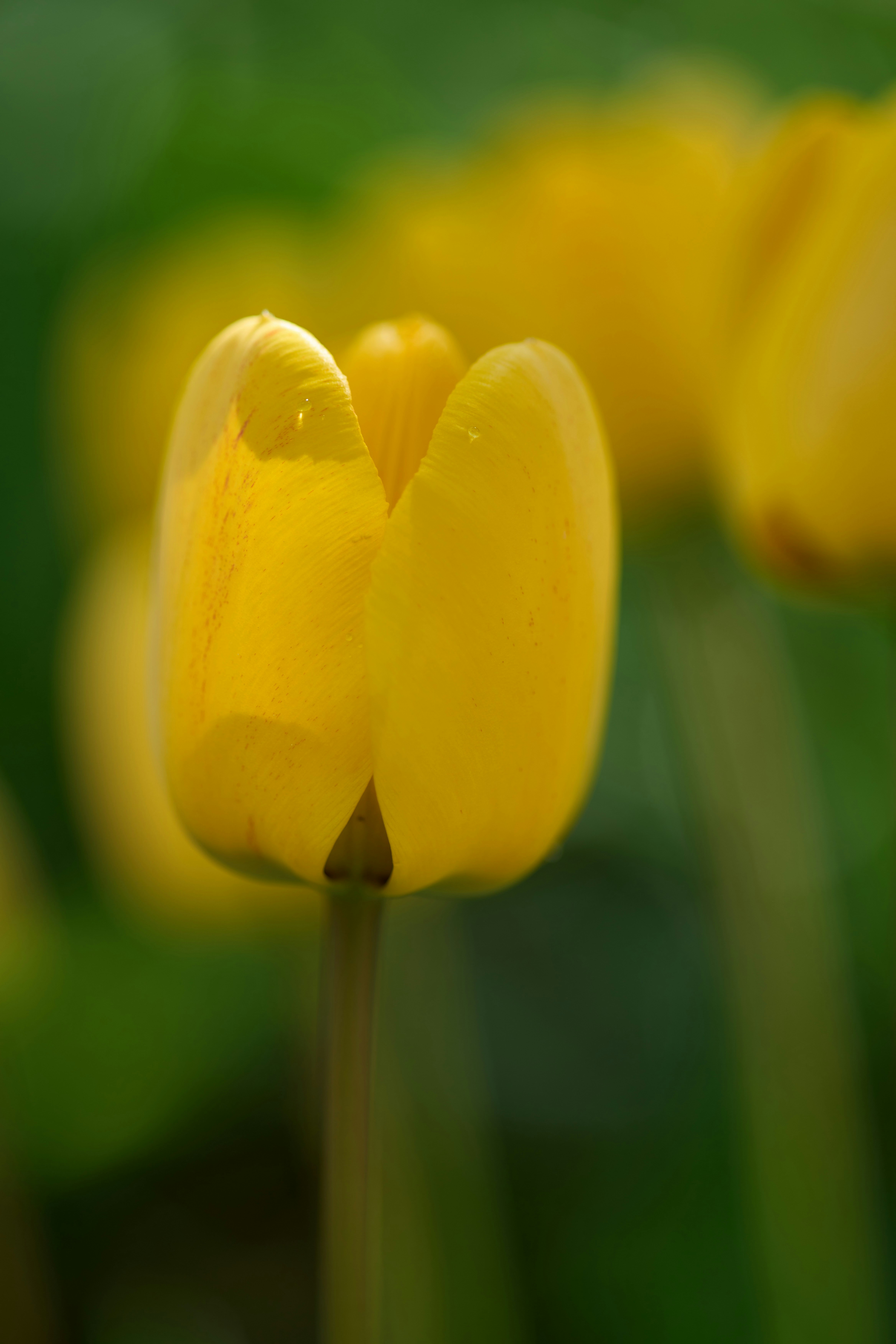 Photo by wolfgang_hasselmann