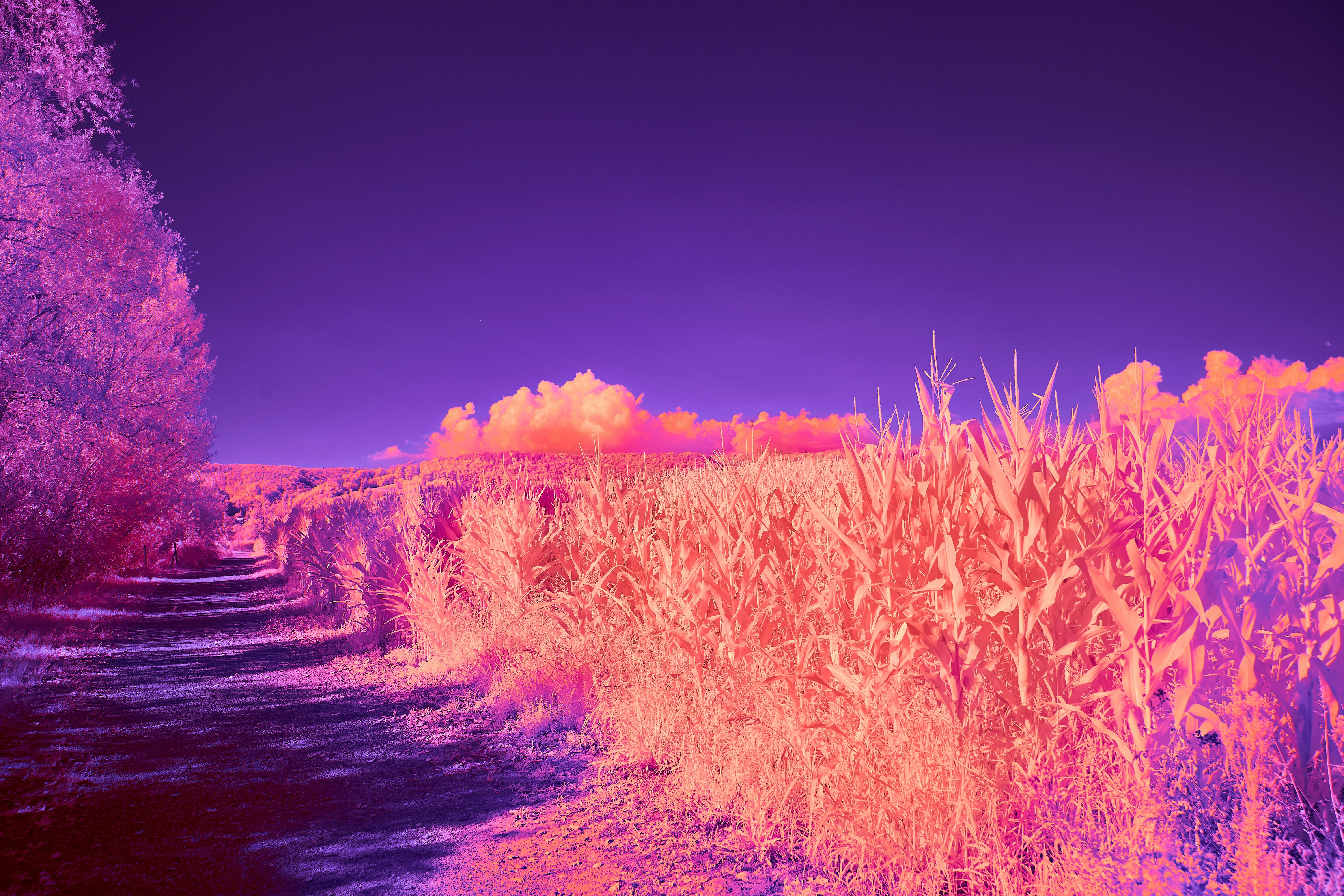 Photo by wolfgang_hasselmann