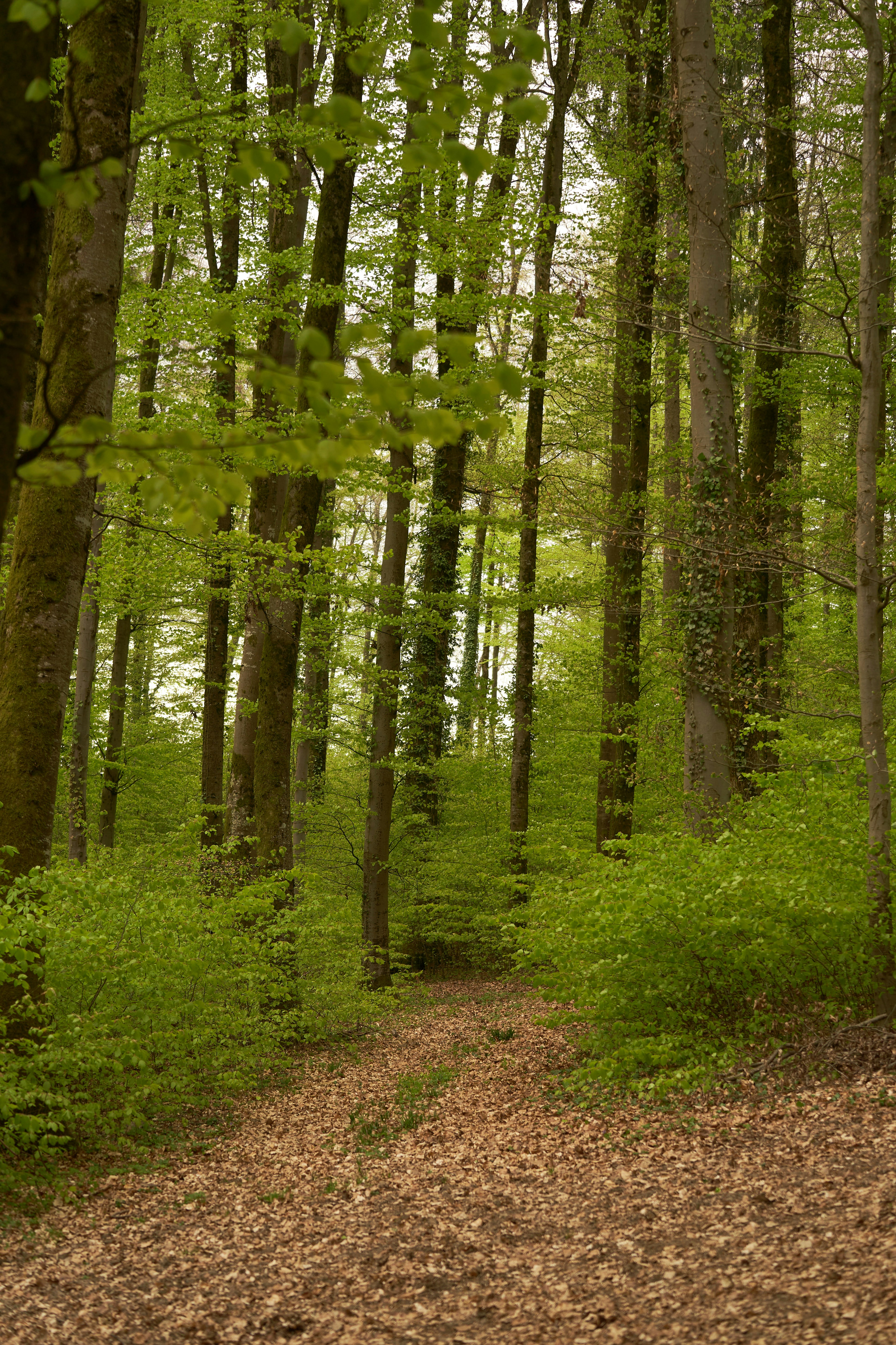 Photo by wolfgang_hasselmann