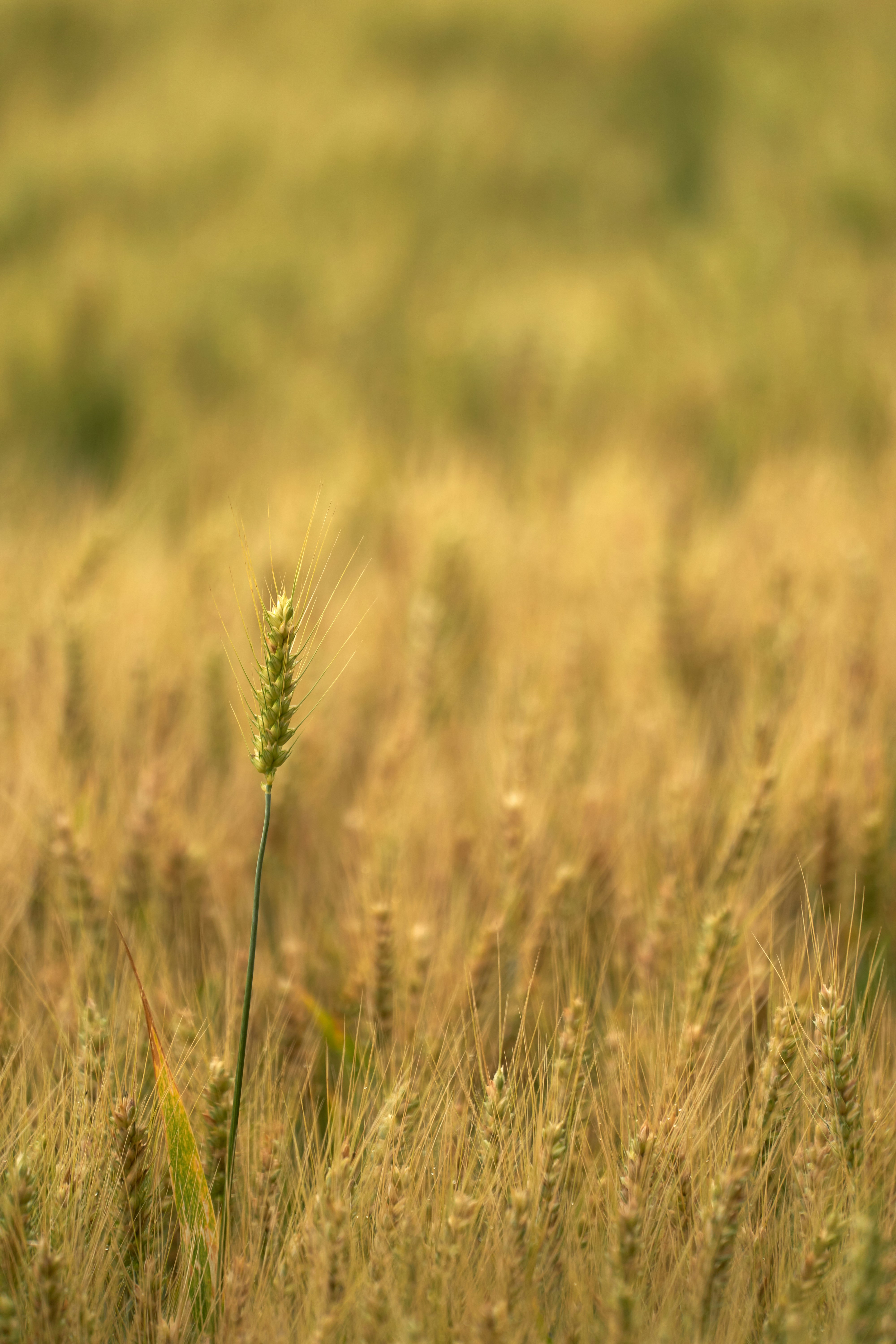 Photo by wolfgang_hasselmann