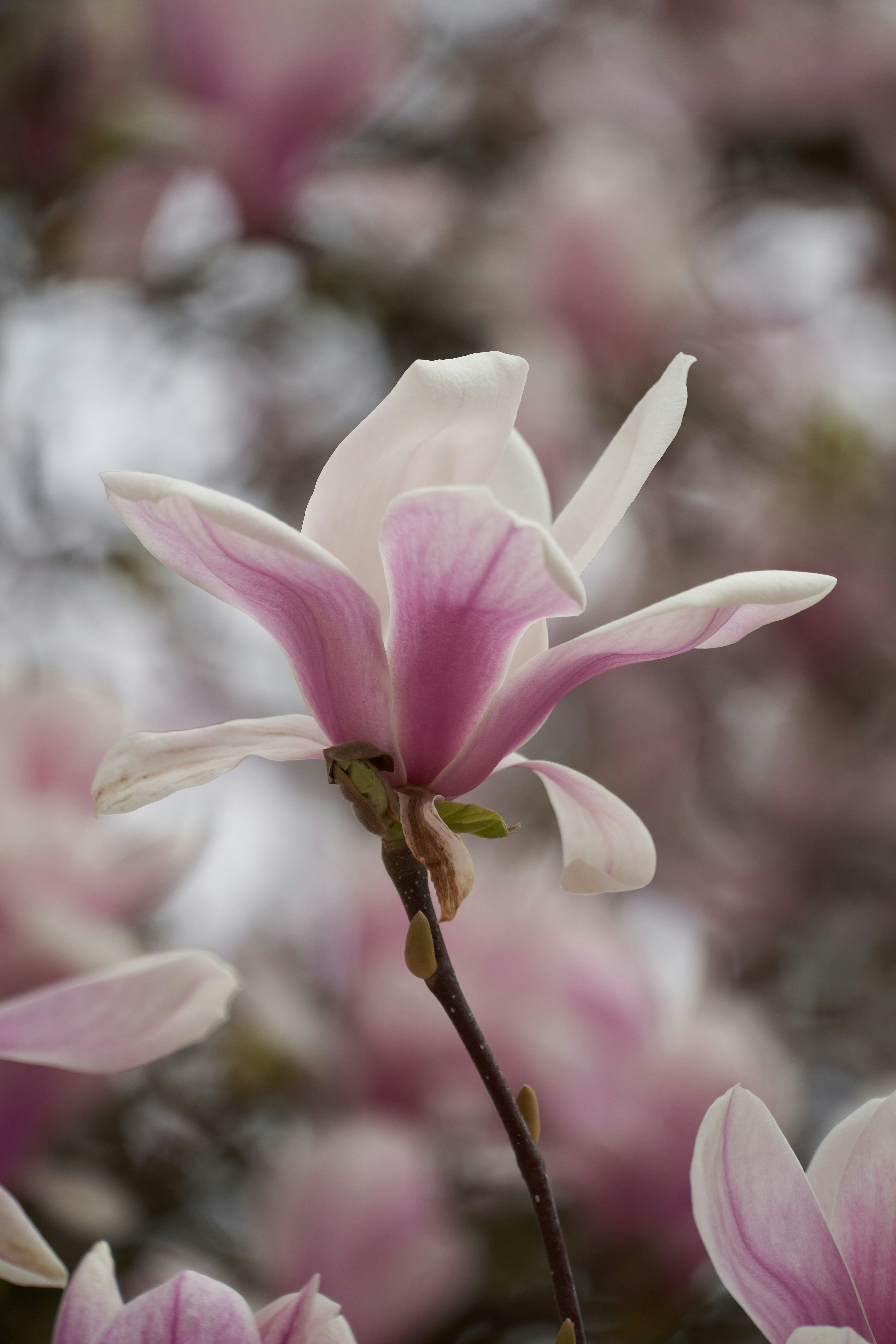 Photo by wolfgang_hasselmann