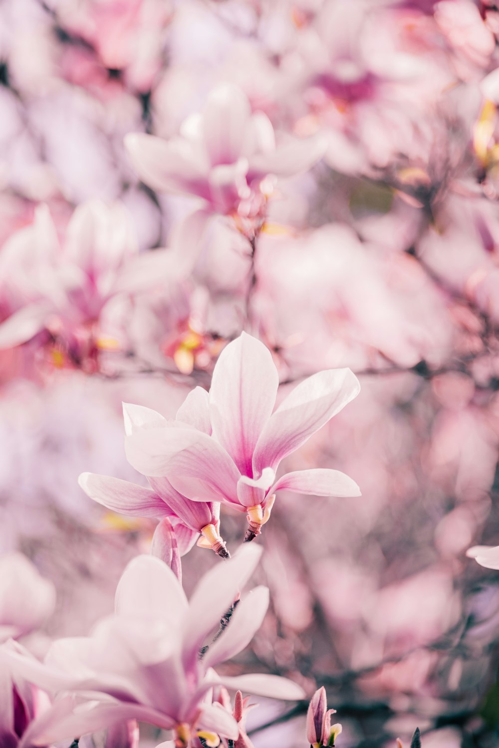 a close up of pink flowers