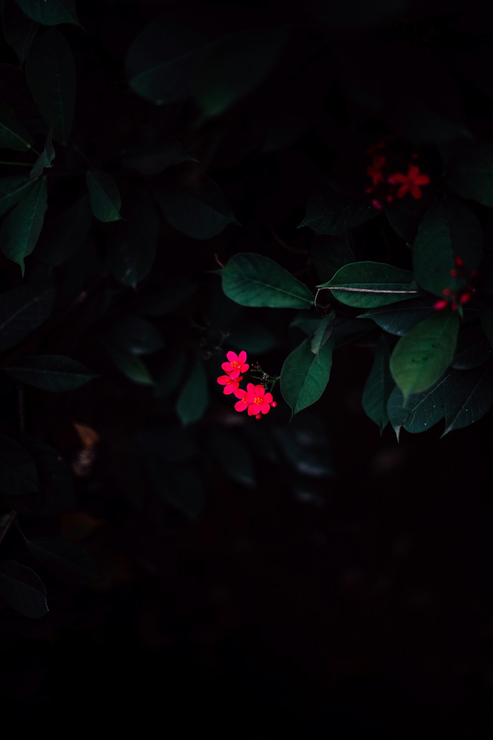 a group of red flowers on a plant