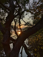 Cover image of the author’s latest novel featuring a serene forest landscape at dawn.