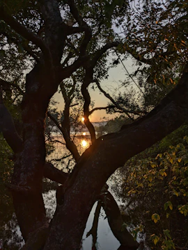 Cover image of the author’s latest novel featuring a serene forest landscape at dawn.