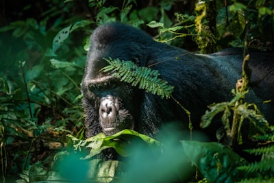 a black bear eating leaves