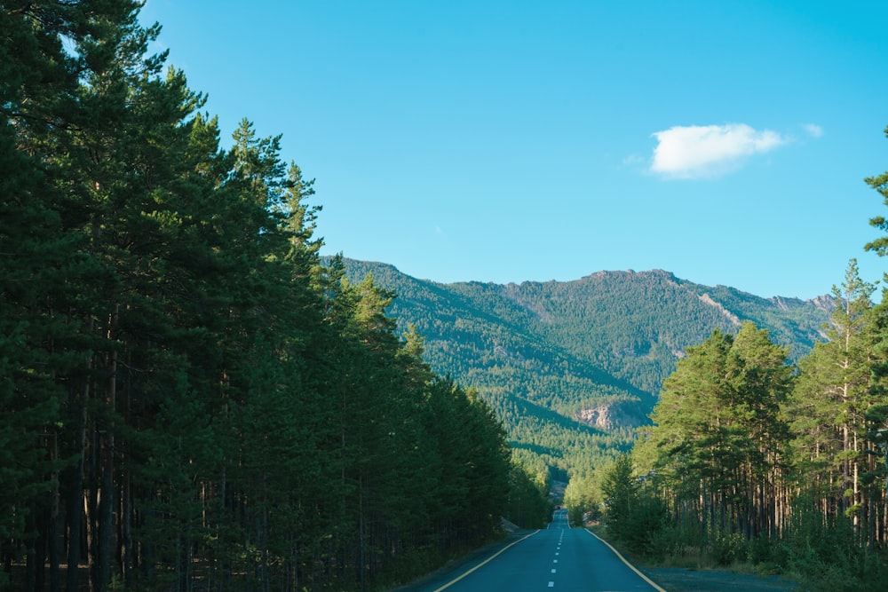 a road going through a forest