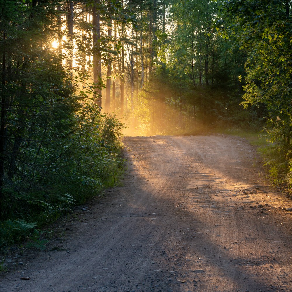 a dirt road in the woods