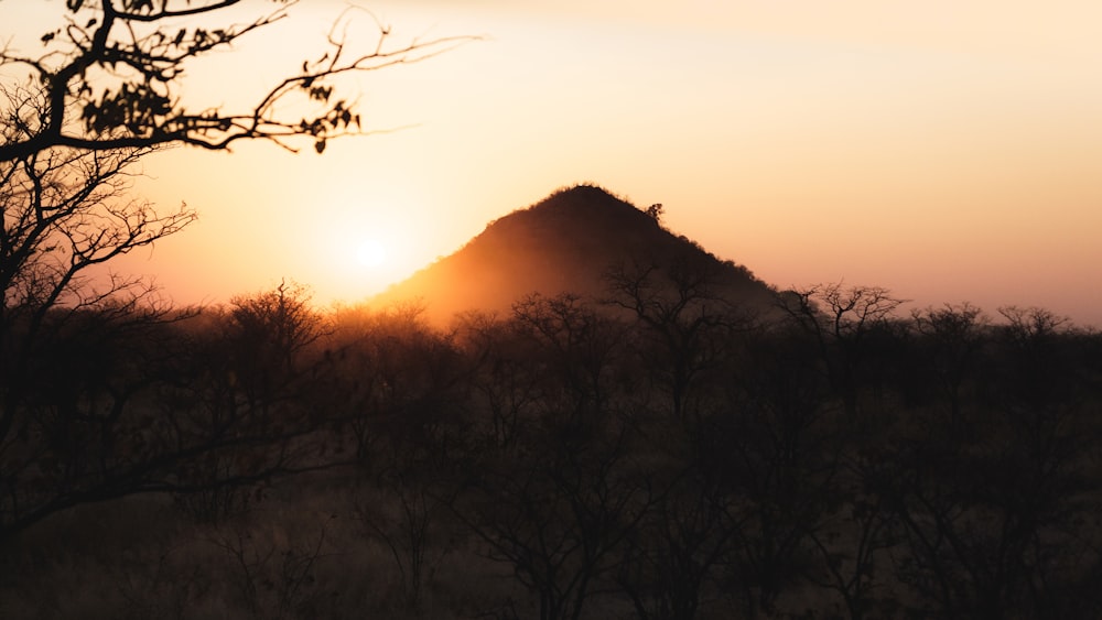 a landscape with trees and a hill in the background